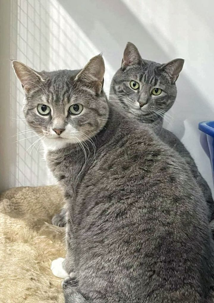 Two grey cats look at the camera.