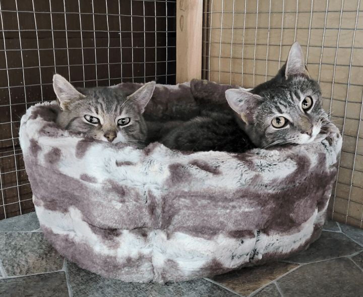 Two grey kittens share a bed.
