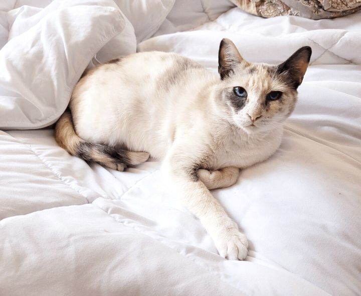 Short haired, white and beige cat rests on a white blanket.