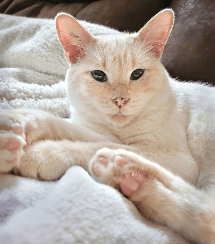 Short haired, white cat with green eyes rests on a white blanket.