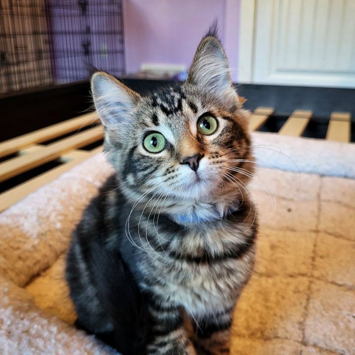 A green-eyed striped kitten looks at the camera from a pink cat bed.