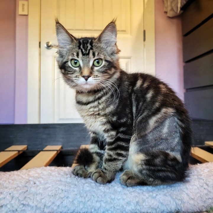 A striped kitten with blue eyes and ear tuffs looks at the camera.