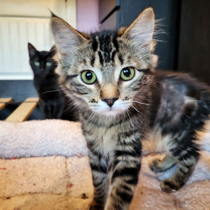 Rogue and Storm, two kittens at CATS.