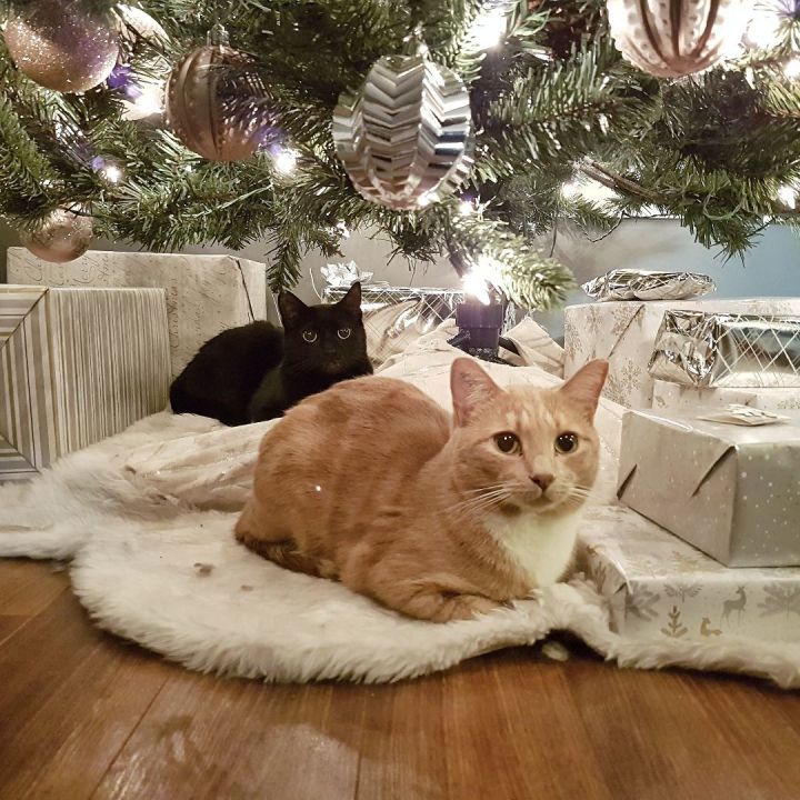 Spirit and Chilli sit under the Christmas tree.