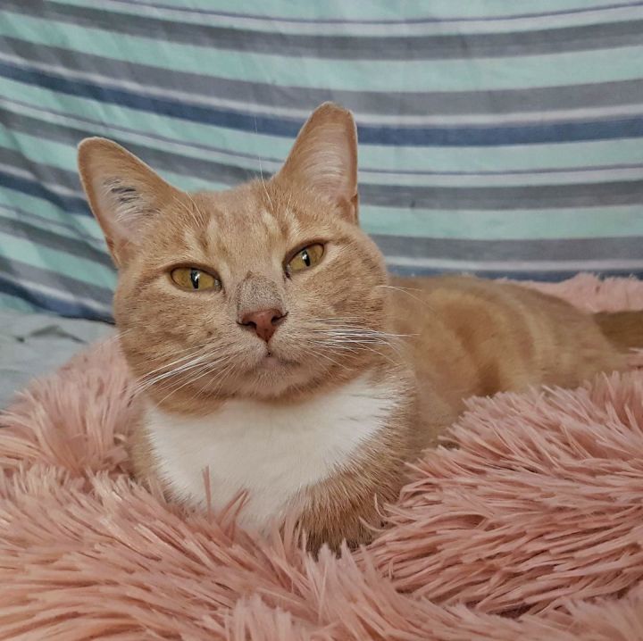 An orange cat smiles for the camera from a pink cat bed.