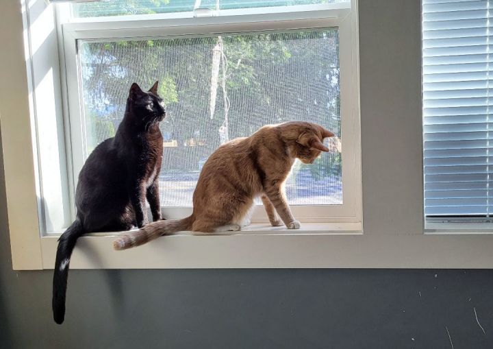 A black cat and an orange cat enjoy sitting in the window.