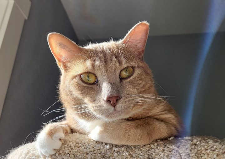 an orange cat on a platform looks down towards the camera.