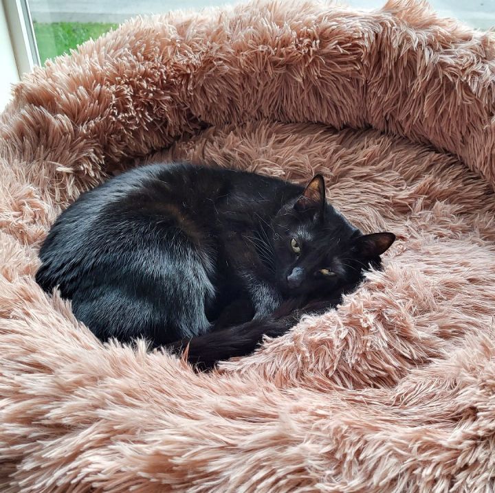 A black cat rests in a pink fluffy bed.