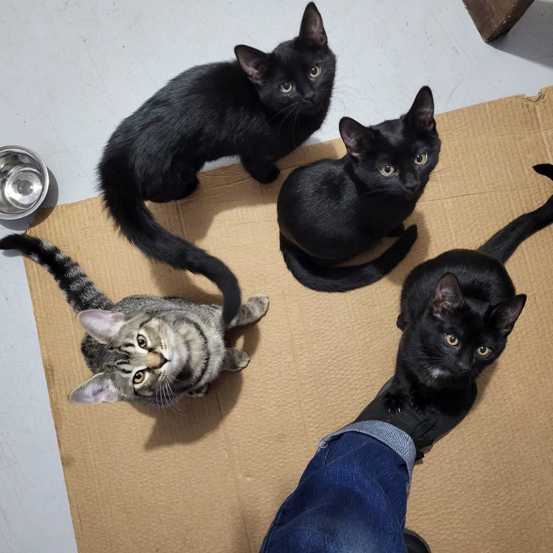 A striped cat joins three black cats. One of the black cats is stepping on the camera person.