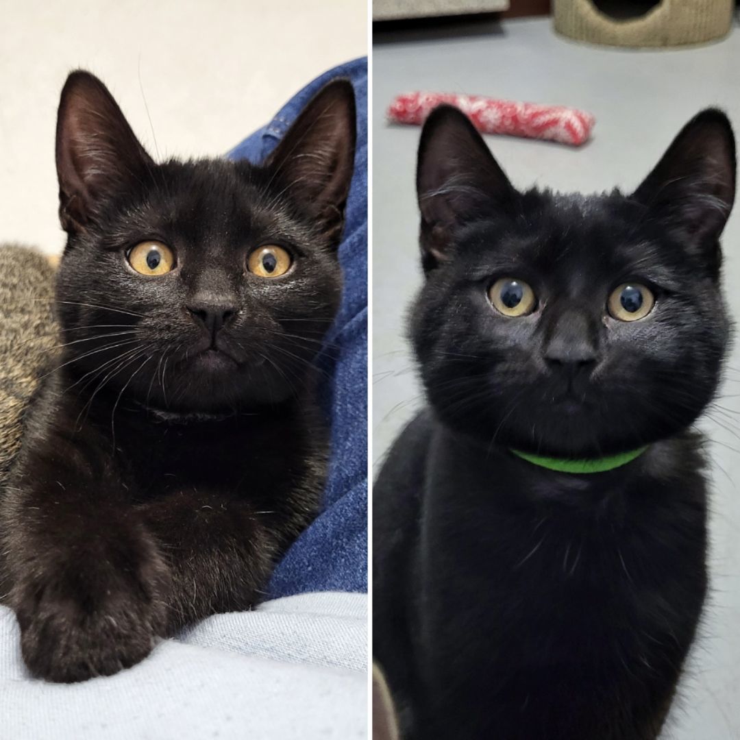Side by side of two cats, both black, but the one on the right has a green collar.