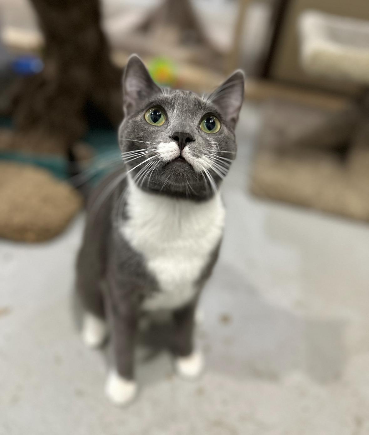 Georgie