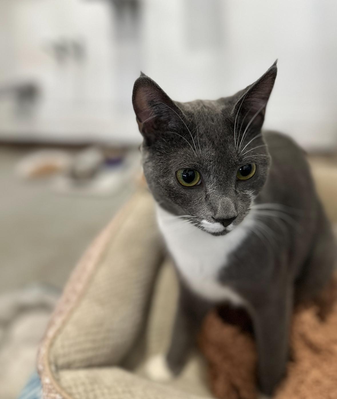 Georgie