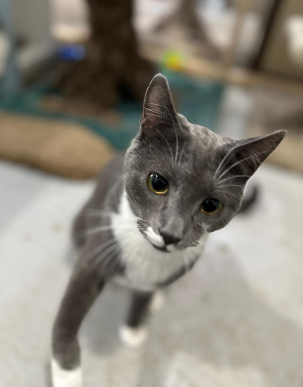 Georgie