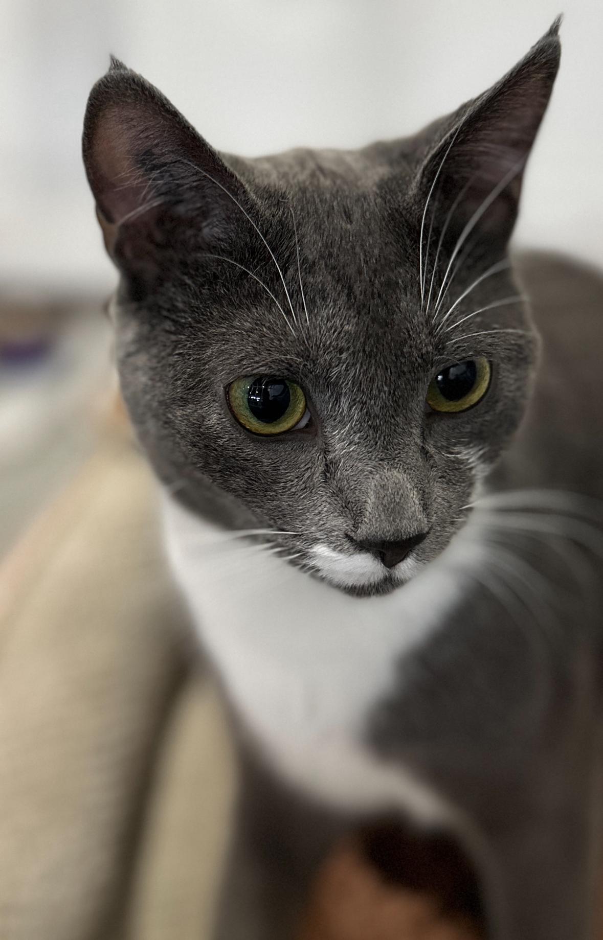 Georgie