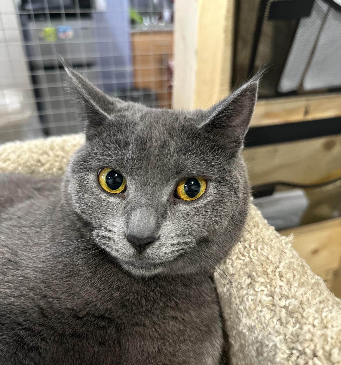 Gia