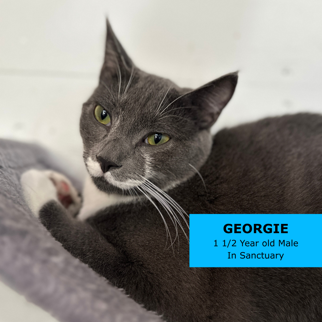 WAVE 3 ½ Yrs Old Female In Sanctuary