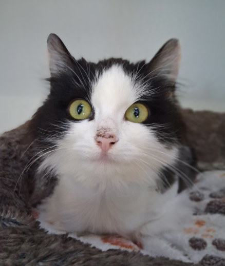 Ella