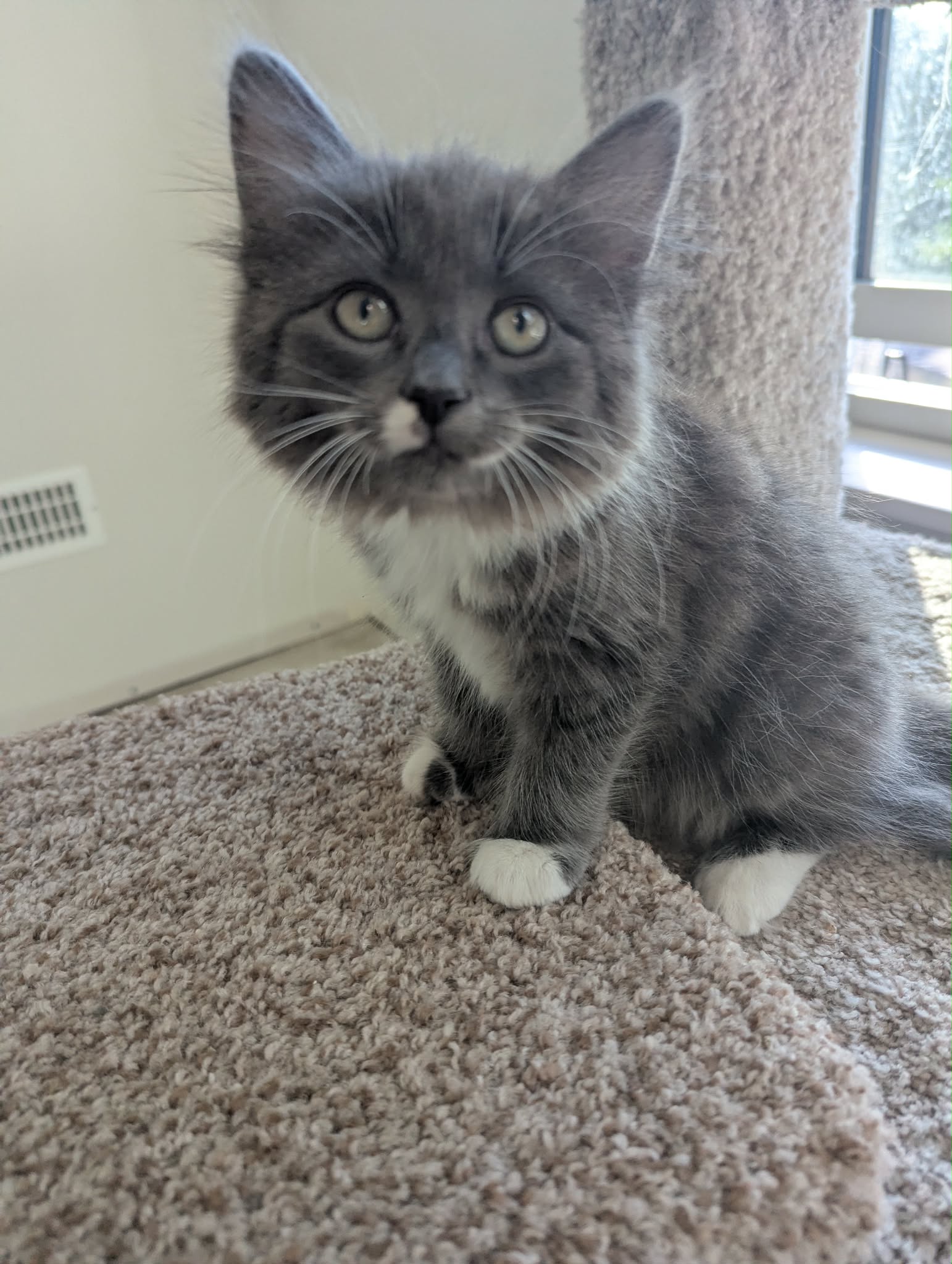 Timbit