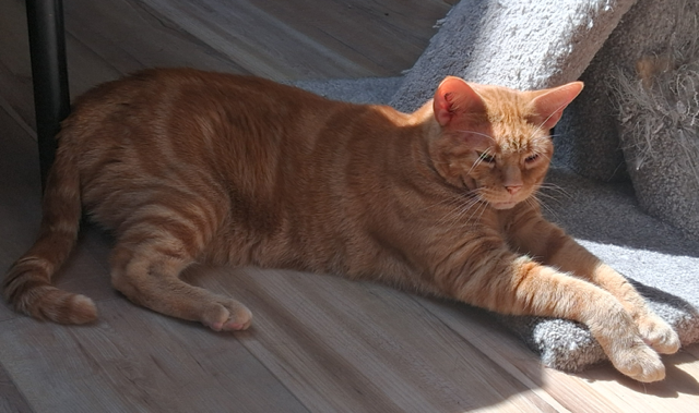 Cheddar