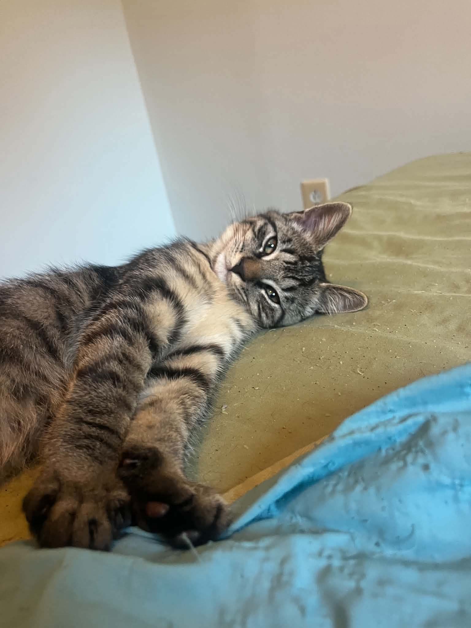 Chachi Bio2
