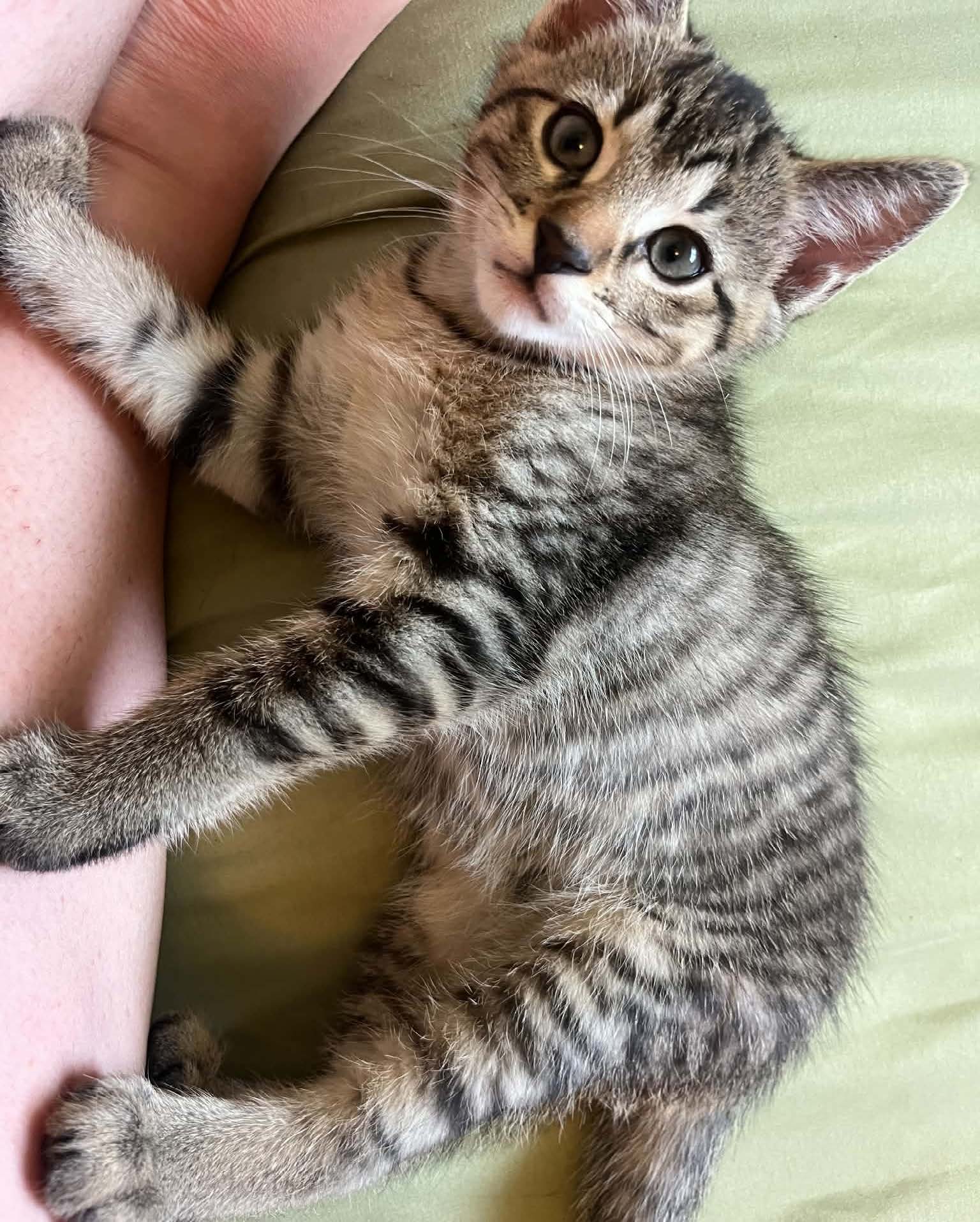 Fonzie Bio