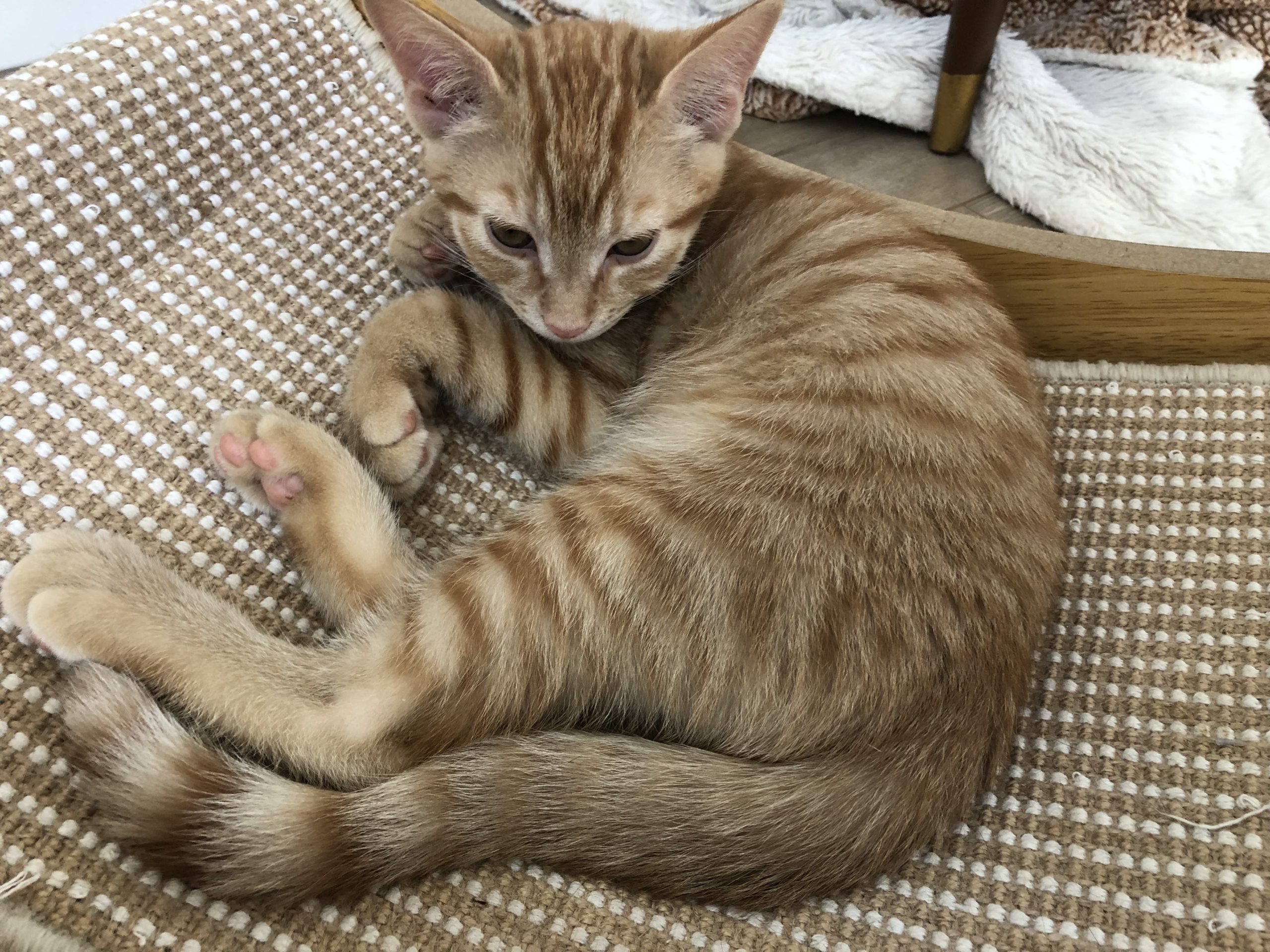 Sebastian2